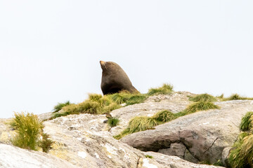 New Zealand fur seals in Fiordland NP
