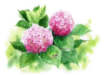 Obraz premium アナログ水彩ピンクの紫陽花の葉に乗ったアマガエル