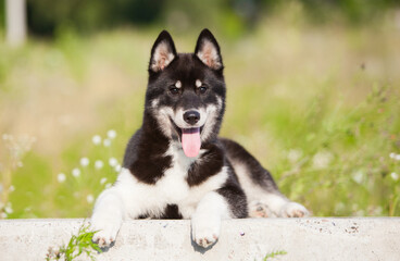 Husky puppy that looks like a wolf