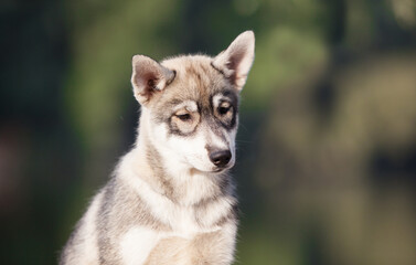 Naklejka na ściany i meble Husky puppy that looks like a wolf