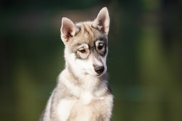 Husky puppy that looks like a wolf