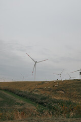 Wind generators.Windmills set and lambs in a field in foggy cloudy weather. Natural renewable clean eco energy. Alternative energy sources.Wind energy.