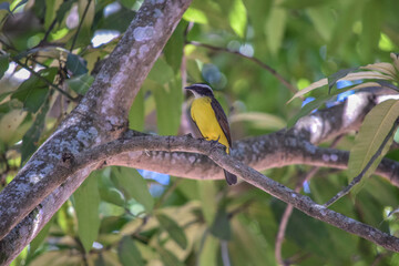 bird on a branch watching