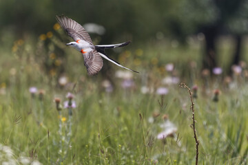 Scissor-tailed flycatcher. Tyrannus forficatus