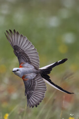 Scissor-tailed flycatcher. Tyrannus forficatus
