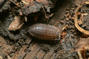 One adult  Rainbow Isopod (Trachelipus rathkii) sitting at old board with mud and dry leaves