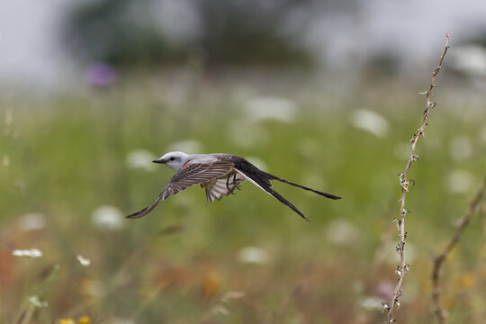Scissor-tailed flycatcher. Tyrannus forficatus
