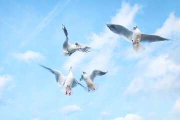 Fototapeta na wymiar Playful seagulls in the sky