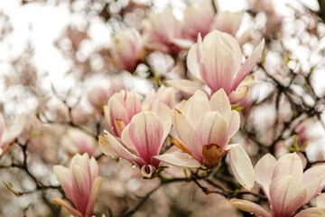 Macro close-up portrait of magnolia blossoms in spring outdoors at a rainy day