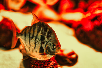 Tropical fish in deep water