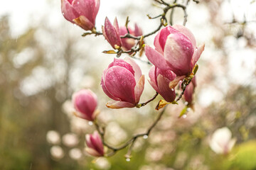 Macro close-up portrait of magnolia blossoms in spring outdoors at a rainy day