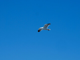 Single White Seagull Flying High in a Bright Blue Sky