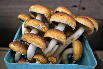 chestnut mushrooms in a container at the farmers market (mycology, edible mushroom fungus)