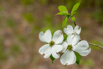 dogwood tree blossom