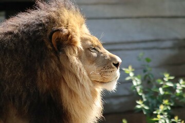 lion in zoo