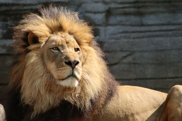 portrait of a lion