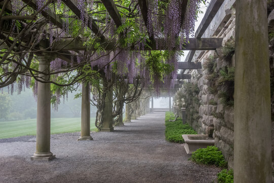 Wisteria arbor in the foggy morning