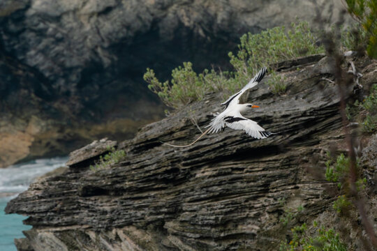 A white-tailed tropicbird (Phaethon lepturus), also known as a longtail, soars off the coast of Bermuda, where it is a welcome harbinger of spring