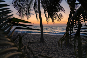 Silhouettes palm trees and leaves at sunrise on a tropical sandy beach. The sea is in the background.