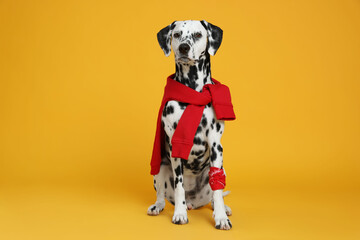 Adorable Dalmatian dog with red sweatshirt and bandana on yellow background