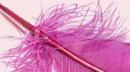 Purple feather on a pale background
