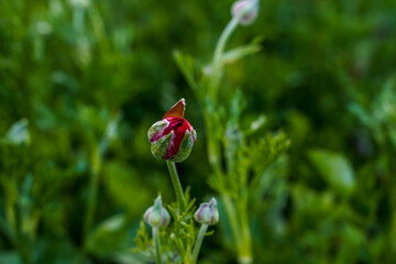 Single, red, ranunculus flower bud. Outdoor flower garden.