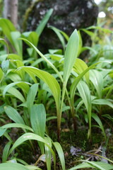 ギョウジャニンニク