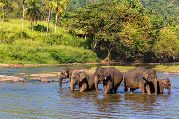 Naklejka premium Herd of elephants in Sri Lanka