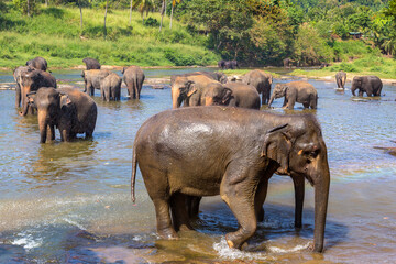 Herd of elephants in Sri Lanka