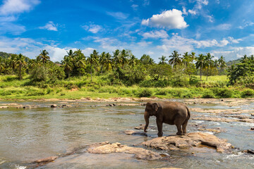 Naklejka na ściany i meble Elephant in Sri Lanka