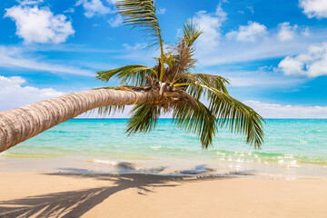 Palm tree over beach - obrazy, fototapety, plakaty