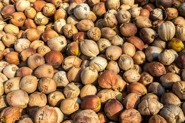 Heaps of coconuts