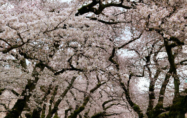Cherry Blossoms at UW