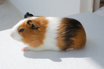 The guinea pig or cuy is a species of South American rodent in the caviidae family, which also...