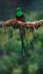 Male Resplendent Quetzal in Costa Rica with green background 