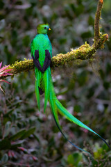 Male Resplendent Quetzal in Costa Rica with green background