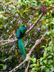 Male Resplendent Quetzal in Costa Rica with green  forest background 