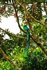 Male Resplendent Quetzal in Costa Rica with green background 
