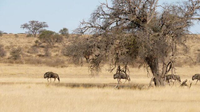 Herd of blue wildebeest walk single file past knarled thorn tree in arid kalahari landscape