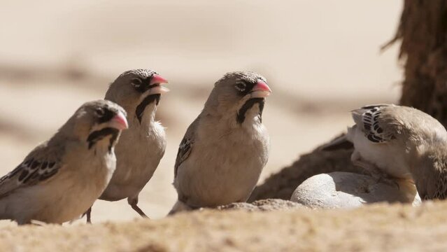 Four scaly feathered weavers in a row at drinking hole