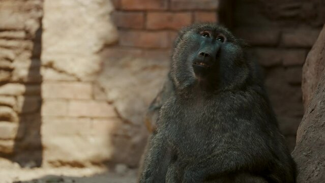 Baboon Primate In Wildlife Zoo Park. Close Up