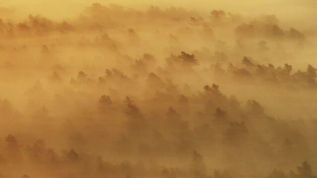 Dreamy illuminated golden fog at sunrise around Veluwe tree canopy, aerial shot