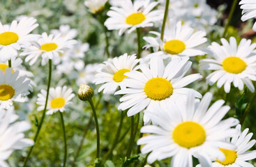 Beautiful flowers with white petals and a yellow center - common chamomile
