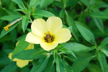 yellow flower in the garden