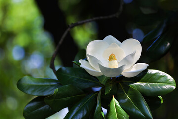 white bull bay southern magnolia © Hao