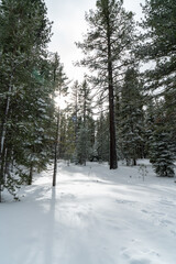 View of the sunlight shining on the trees and snow in Lake Tahoe