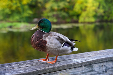 Duck close up background portrait next to river