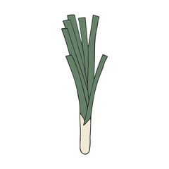 Vector hand drawn doodle sketch colored leek isolated on white background