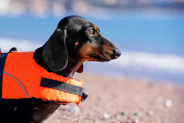 Portrait of purposeful dog in orange life jacket, looks at sea before water training for animal health prevention Summer vacation with puppy, learning to swim. Advertising active safe water recreation