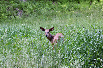 White tailed deer, buck, walking through tall grass